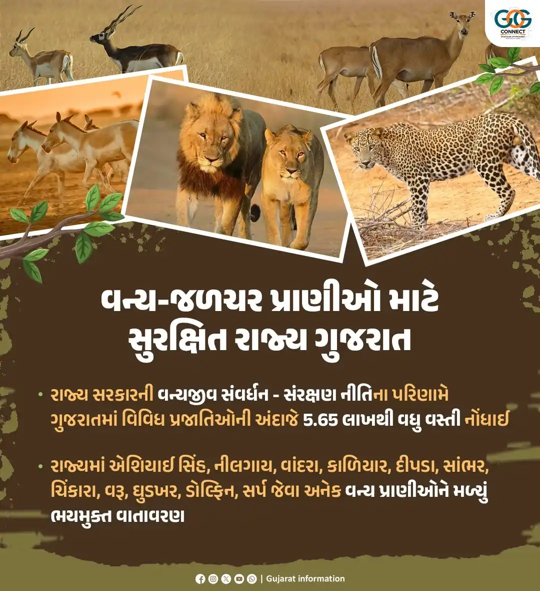 Image from Gujarat Information: વન્ય પ્રાણીઓ માટે ગુજરાત બન્યું વધુ સુરક્ષિત રાજ્ય, રાજ્ય સરકારની વન્ય...