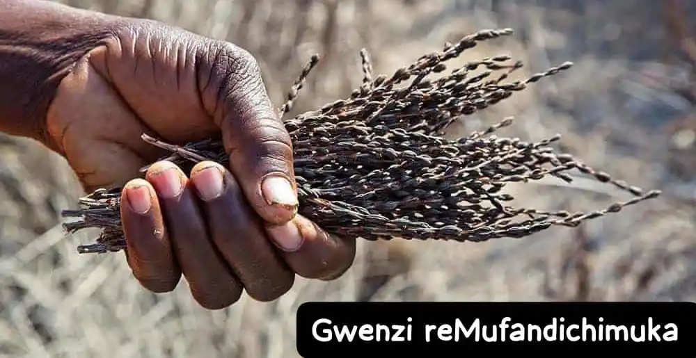 Image from 𝐇𝐞𝐚𝐥𝐭𝐡 𝐭𝐢𝐩𝐬 ❇️ - 𝐍𝐚𝐭𝐮𝐫𝐚𝐥 𝐇𝐨𝐦𝐞 𝐑𝐞𝐦𝐞𝐝𝐢𝐞𝐬 - 𝐌𝐢𝐭𝐢 🌳- 𝐒𝐨𝐫𝐚 🌱𝐌𝐡𝐮𝐤𝐚🐢 𝐳𝐯𝐢𝐧𝐨𝐫𝐚𝐩𝐚 𝐧𝐞𝐃𝐳𝐢𝐝𝐳𝐢𝐬𝐨 𝐝𝐳𝐞𝐜𝐡𝐢𝐯𝐚𝐧𝐡𝐮👏: *MUFANDICHIMUKA remedy🌱🌱🌱Tine powder & gwenzi rachona🌱🌱*. https:/...