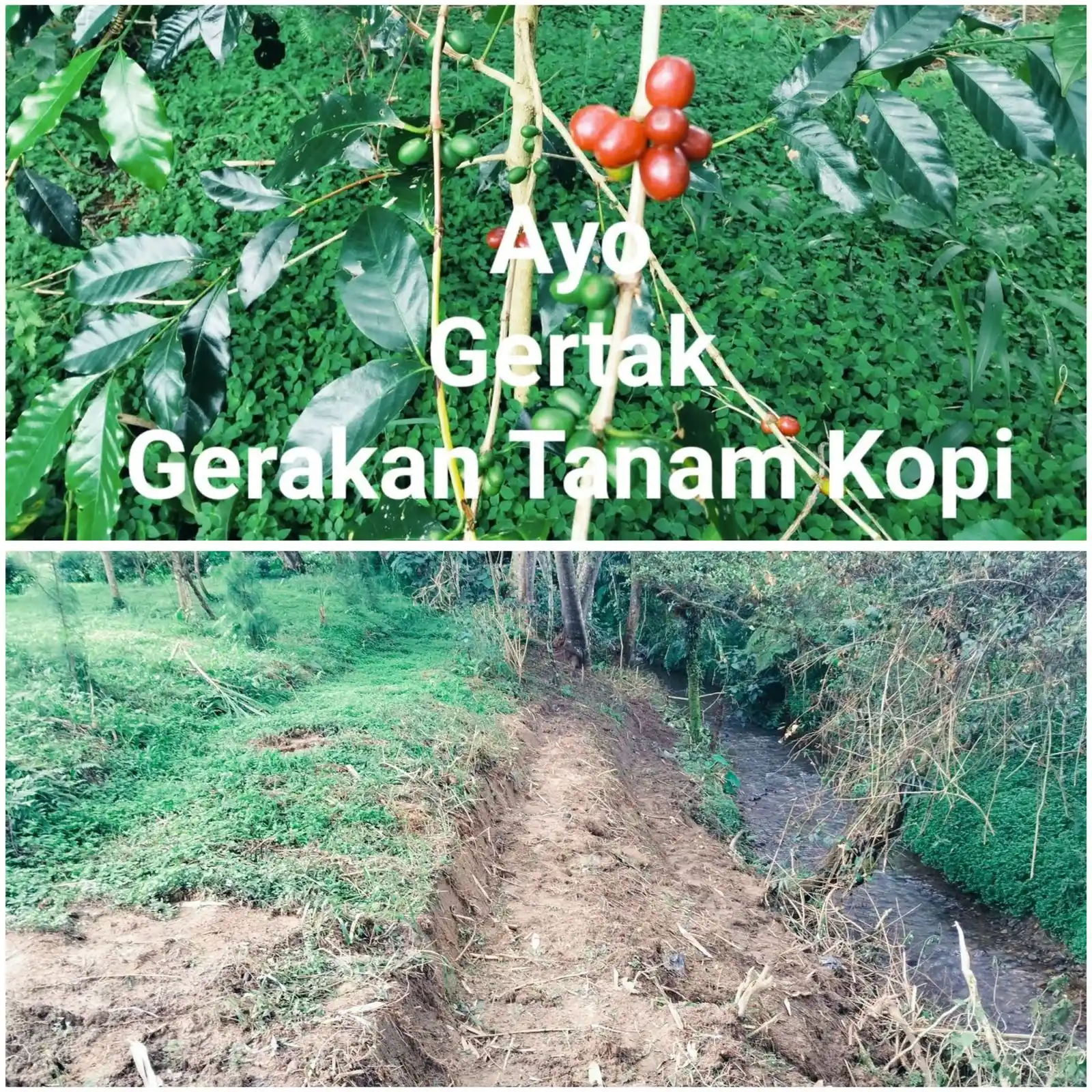 Image from Informasi Kota Wamena (IG @infowamena): 🌿 *Untuk Generasi Muda: Ayo GERTAK! (Gerakan Tanam Kopi)* ☕ _________...