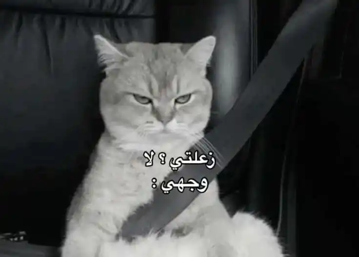 نكت ضحك فيديوهات         صور حالات إقتباس رسائل عبارات stickers حزينه نكت حب ملصقات تعارف غزل post