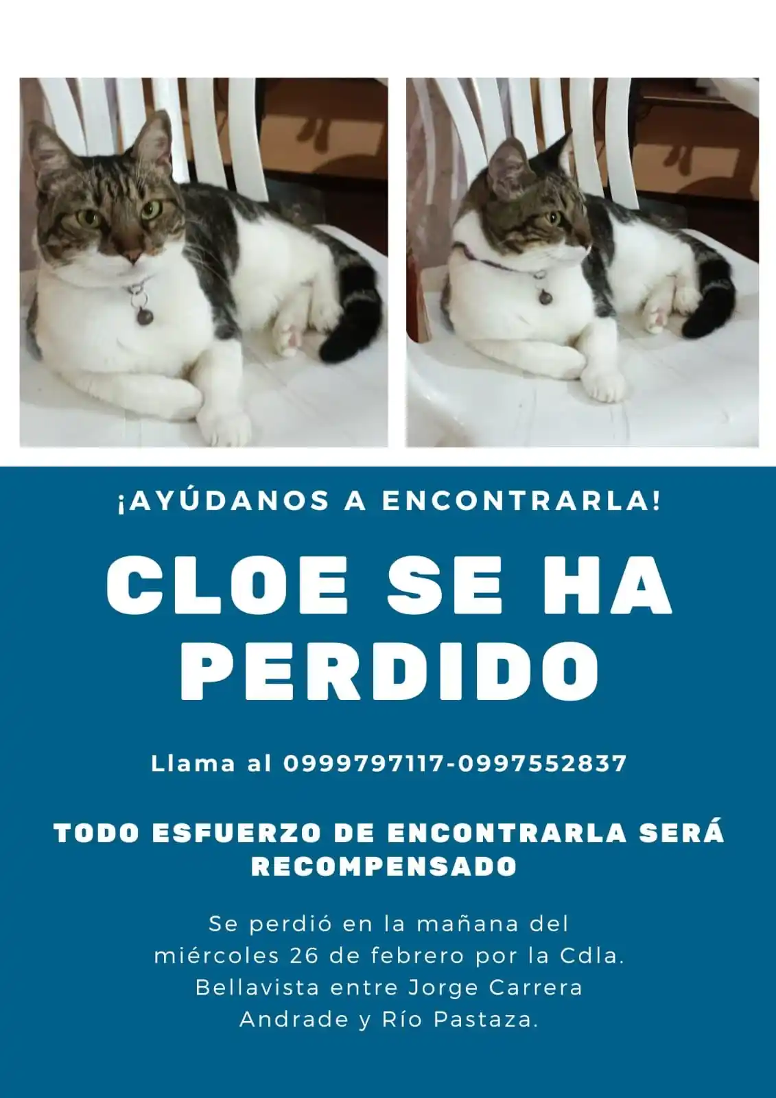 Image from Milagreño que se Respeta: Gatita perdida, llamada Cloe Descripcion: lleva un collar morado con u...