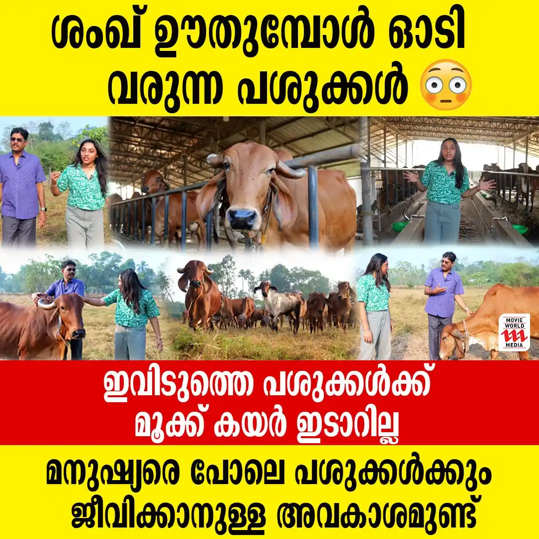 Image from Movie World Visual Media: Watch Full Interview 👉https://youtu.be/86dDA1OhbM4 130 പശുക്കളുള്ള ഫാ...