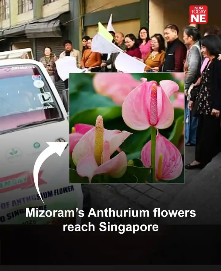 Image from 🌍The PEOPLE Voice🌈: *Mizoram's Anthurium Paa flowers Singapore Khopi a zuah in um* ✍️ _*Th...