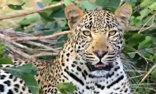 Image from ZimEcho News Channel: *📰Bulawayo Ward 17 Residents On Edge After Alleged Leopard Sighting* ...