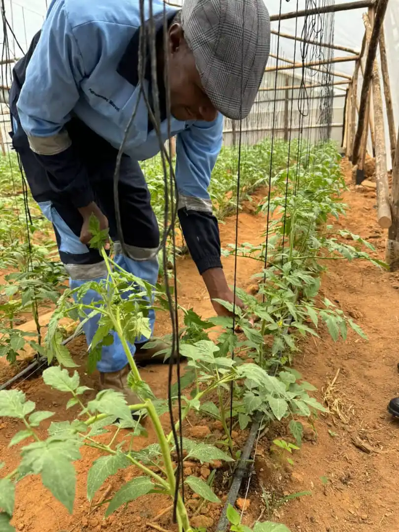 Image from Agrirocket Engineering Channel: Achieving plant productivity requires some critical steps in our agric...