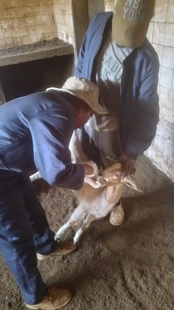 Image from Agrirocket Engineering Channel: *Protect Your Livestock Today!* Don't risk losing your herd to preven...