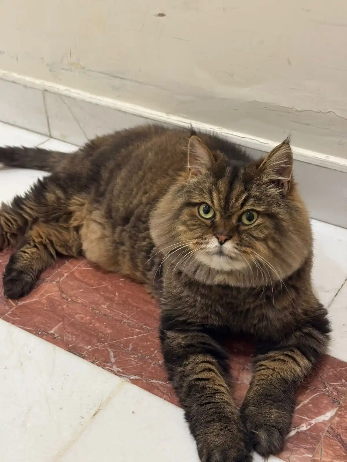 الاخوان💚 | AbuAbeer16 post