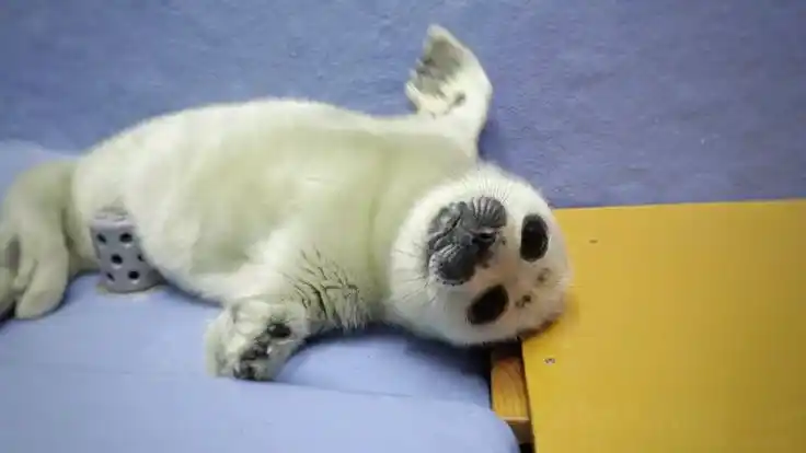 chili dog cult 🌭 post