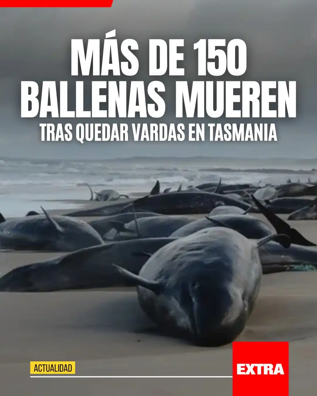 Image from Diario EXTRA: <a class="text-blue-500 hover:underline cursor-pointer" href="/hashtag...