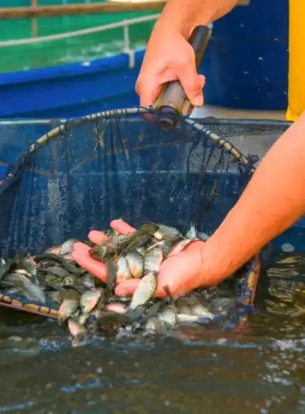 Image from Fish Farming business Department: *✅TODAY’S SPECIAL TALK✅ Aquaglobalfisheries* When identifying quality...