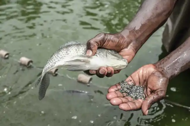 Image from Fish Farming business Department: Fuel the Growth of Your Fishery with Aqua Global Fisheries In the thr...