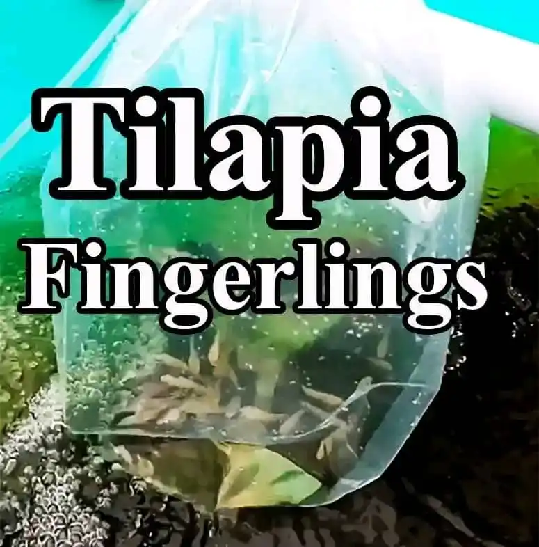 Fish Farming business  Department post