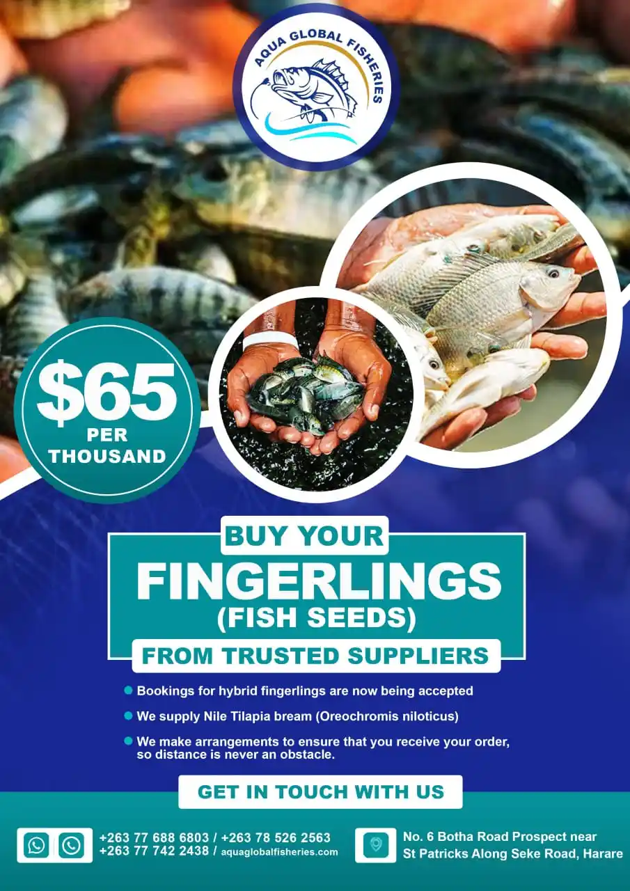 Image from Fish Farming business Department: *AQUA GLOBAL FISHERIES 077 688 6803 OR VISIT US AT NUMBER 6BOTHA ROAD...