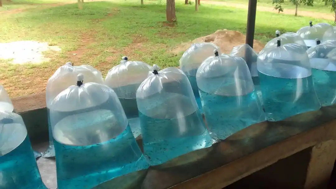 Fish Farming business  Department post