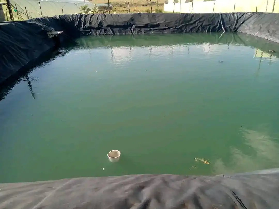 Image from Fish Farming business Department: *Advantages of Earthen Pond over Other Types of Ponds* *#* It is simi...