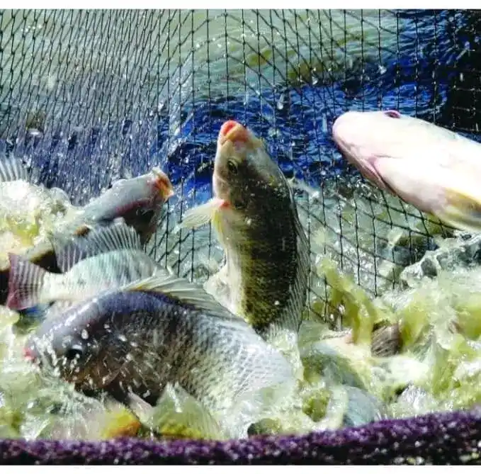 Image from Fish Farming business Department: 💥*Aqua global fisheries *call 0776886803 💥 Hello potential fish fa...