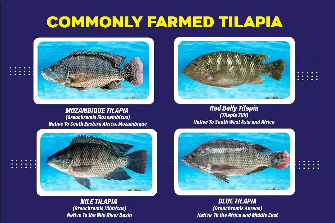 Image from Fish Farming business Department: Fish farming has never been this affordable !! We bring you all fish f...