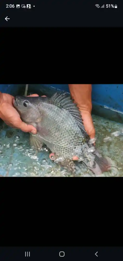 Fish Farming business  Department post