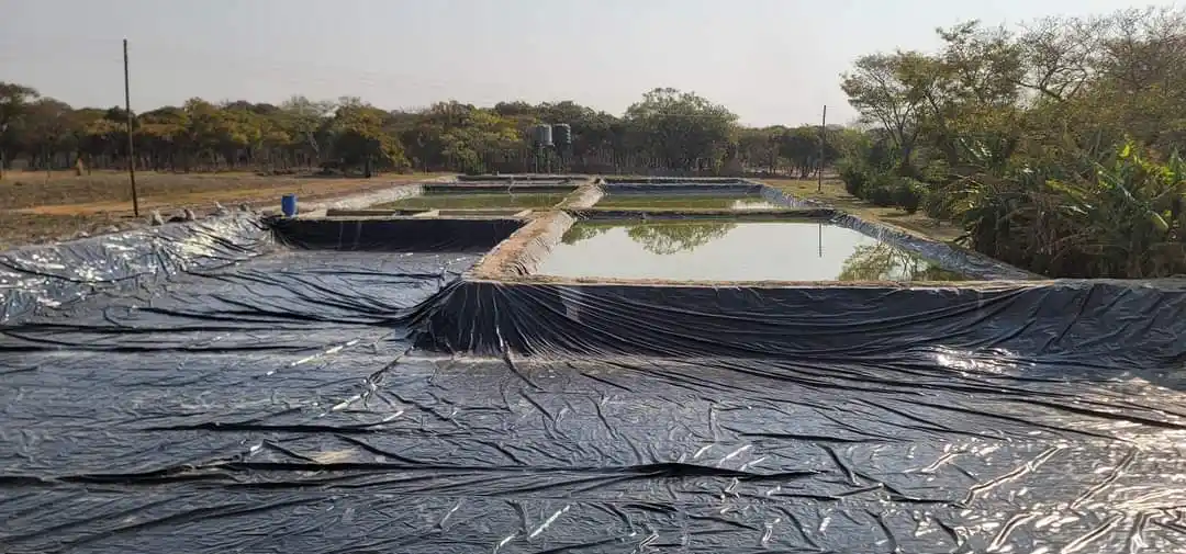 Image from Fish Farming business Department: https://chat.whatsapp.com 077 688 6803 *LETS BUILD YOUR DREAM WITH A ...