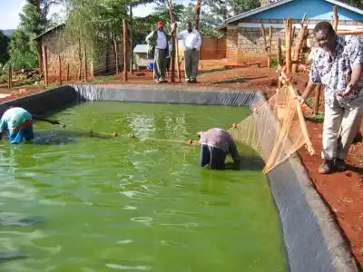 Fish Farming business  Department post