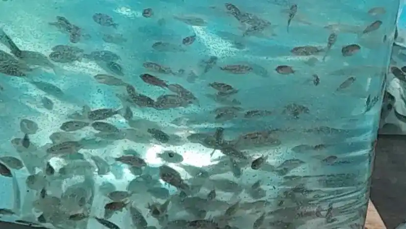 Image from Fish Farming business Department: 🐟Admire the beauty of fish keeping through Aqua global fisheries 🐟 ...