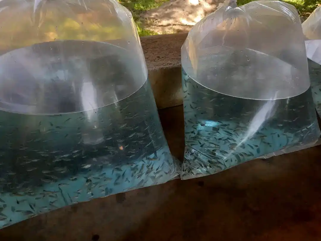 Fish Farming business  Department post