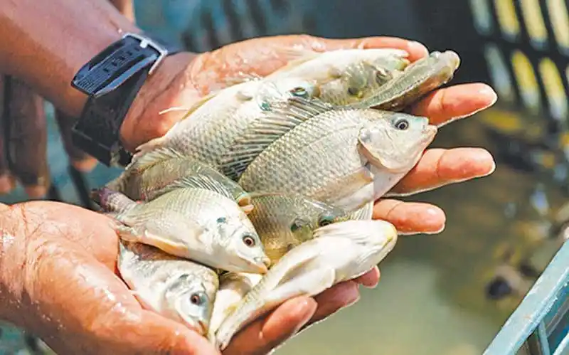 Image from Fish Farming business Department: Here at AQUAGLOBALFISHERIES. We provide all aquaculture services from ...