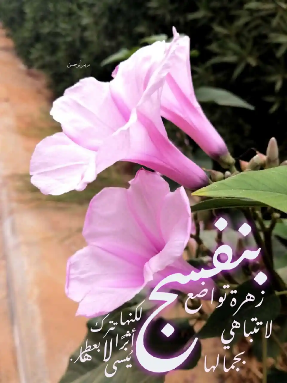 خلاب |💛🌿 post