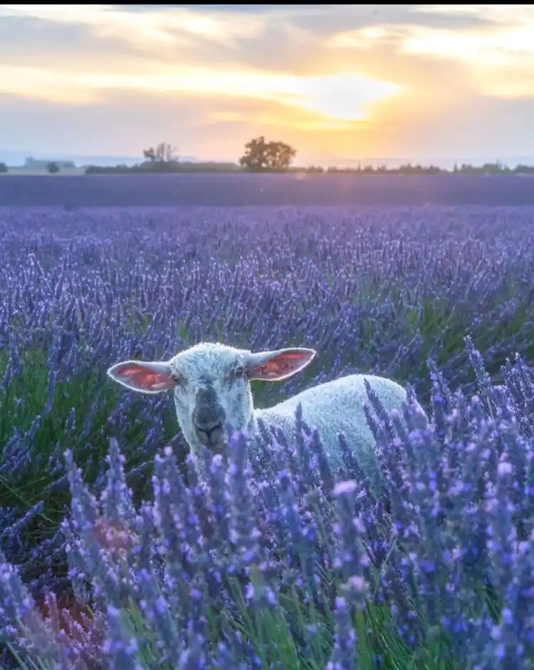 📗Книжкові лабіринти📗 post