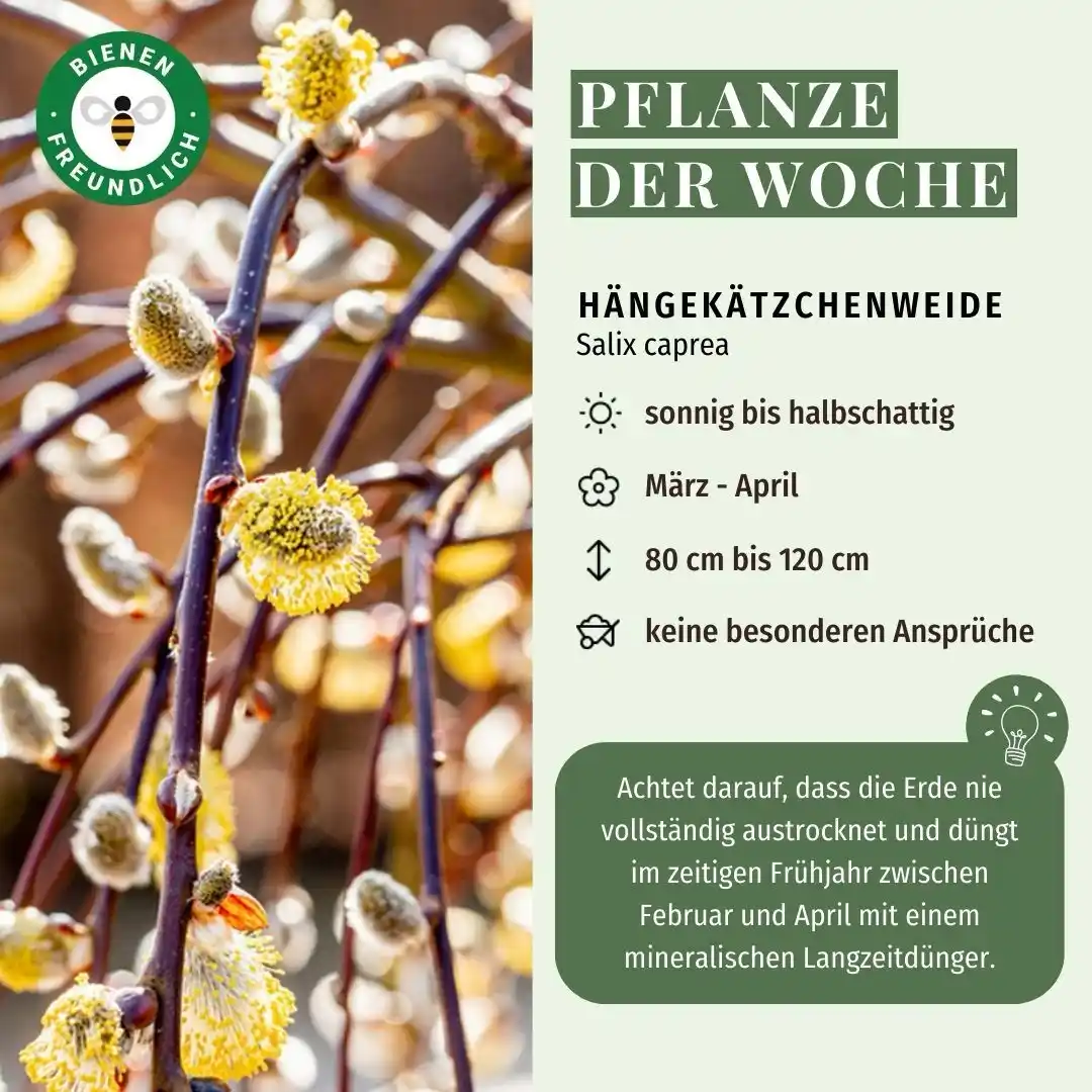 Mein schöner Garten Shop  post
