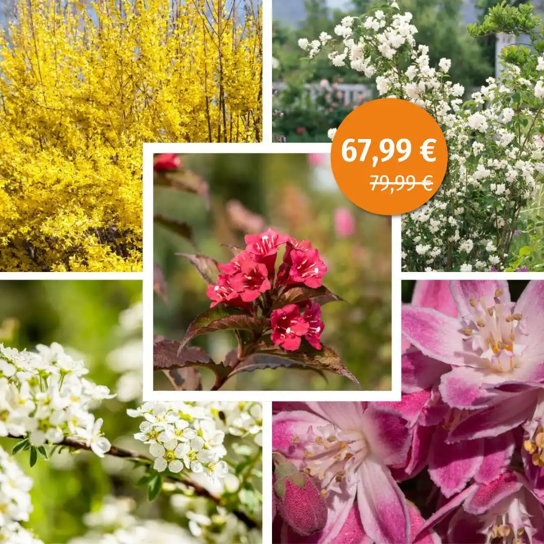 Mein schöner Garten Shop  post