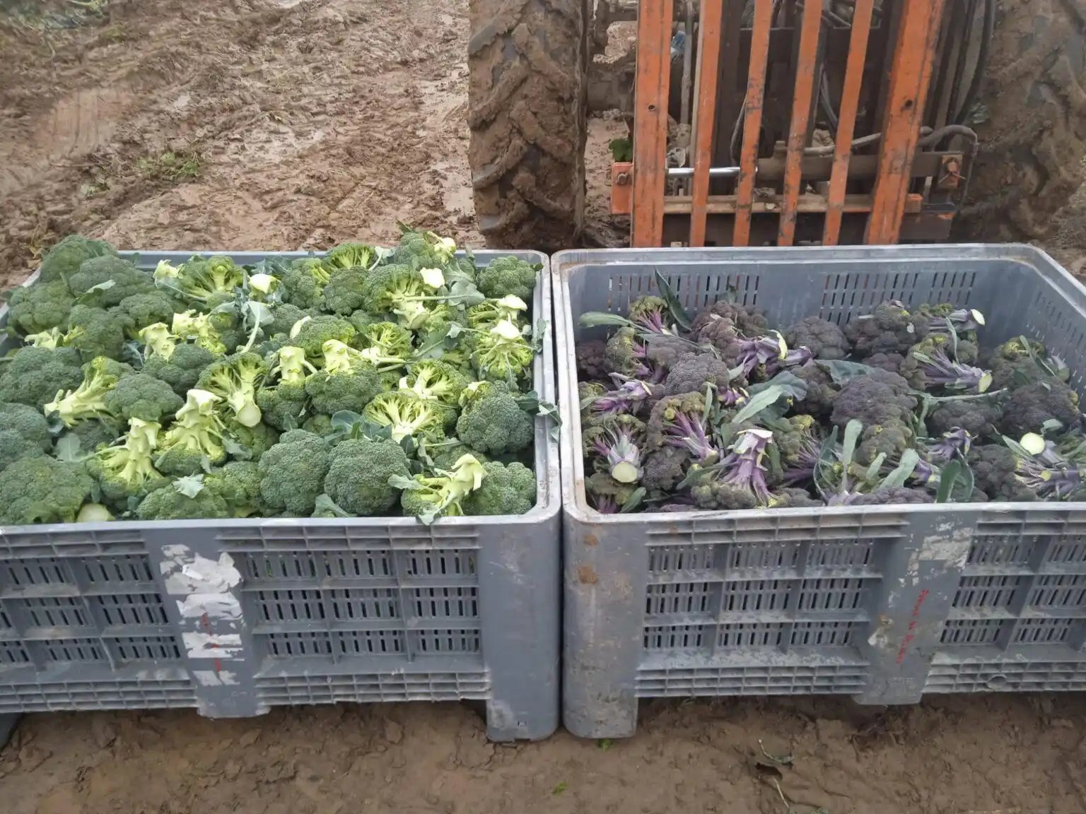 NueveCuatroUno 📰 La Rioja 🔴⚪🟢🟡 post