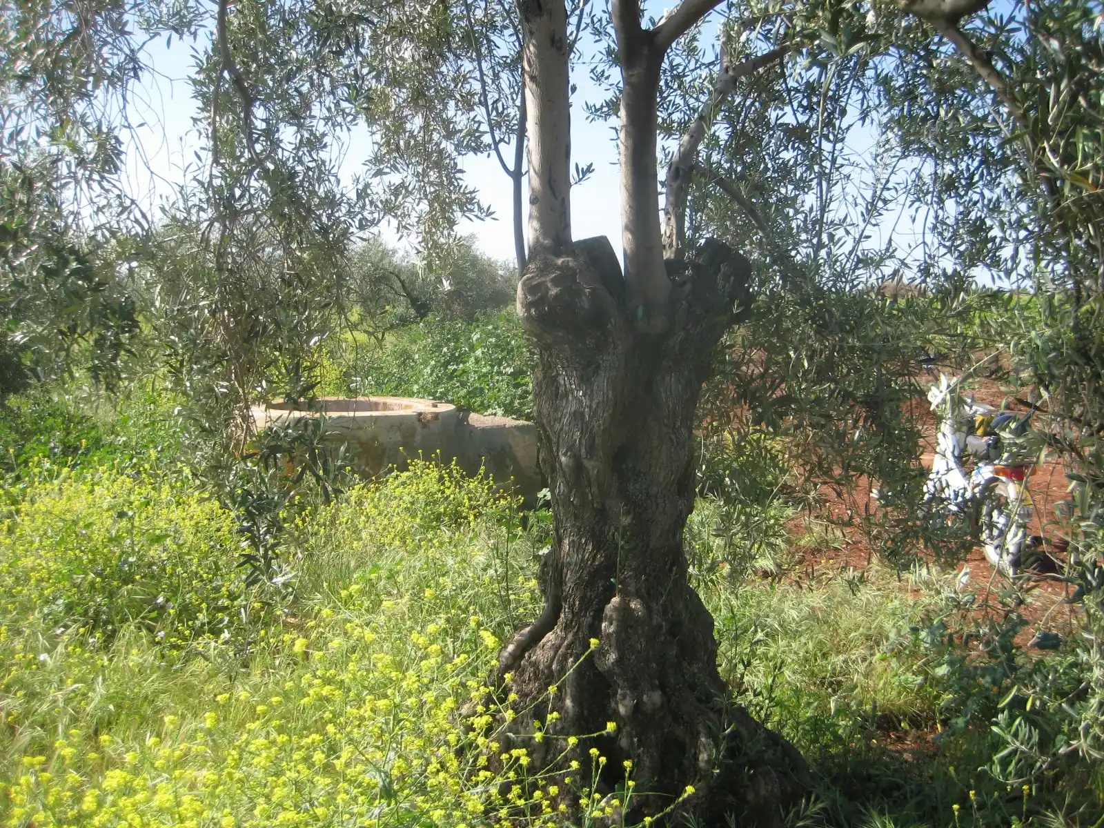 Rutas "Vespineras" de los Pozos rurales⛲🌳🛵🏰🛖🕳️🦆 post