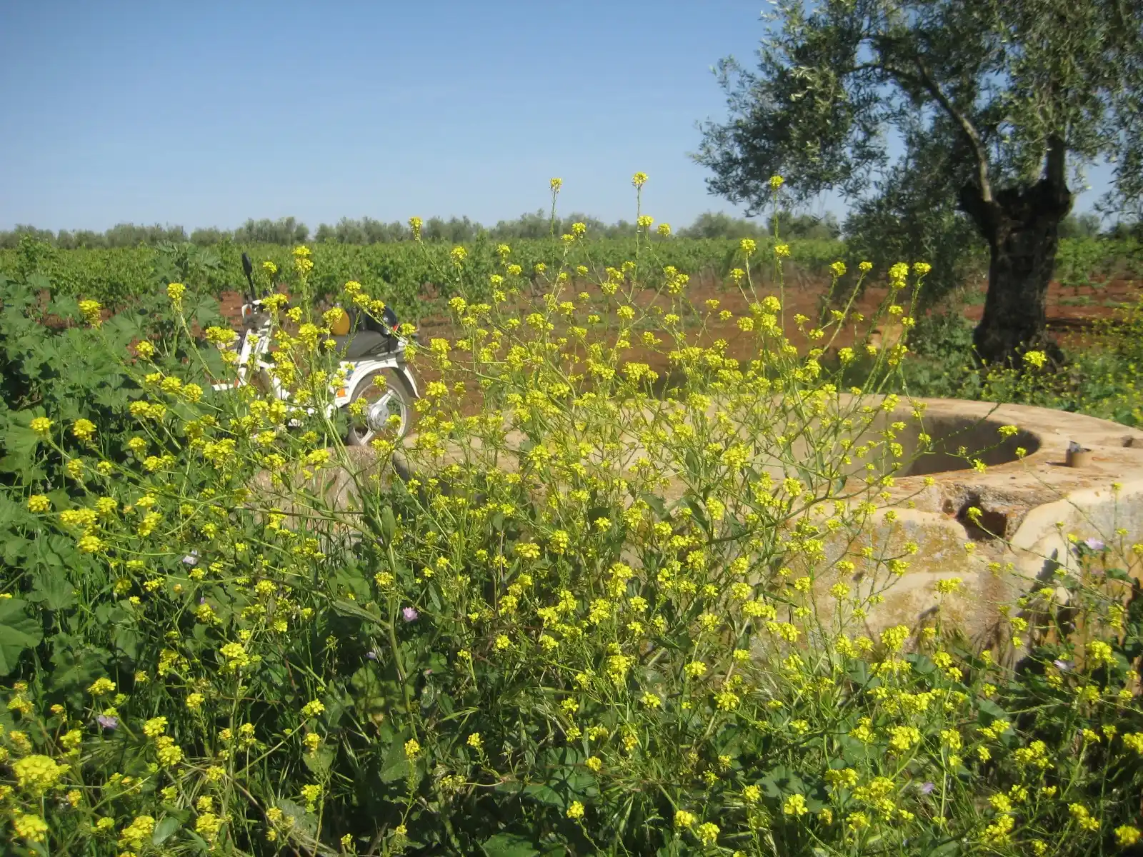 Rutas "Vespineras" de los Pozos rurales⛲🌳🛵🏰🛖🕳️🦆 post