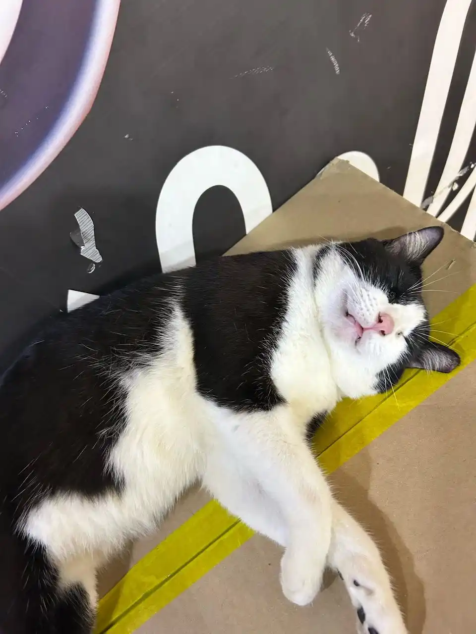 UNI CATz  post