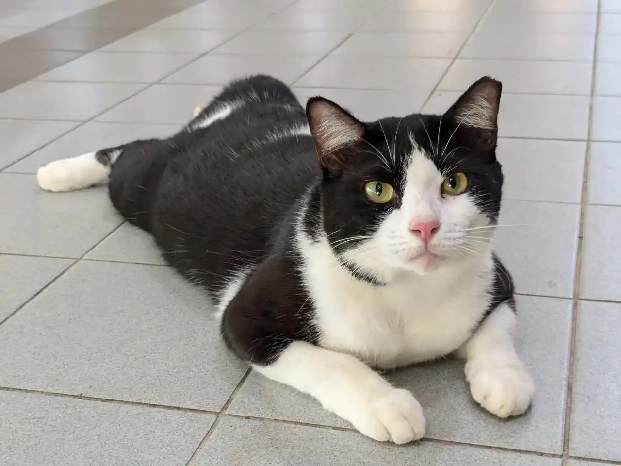 UNI CATz  post