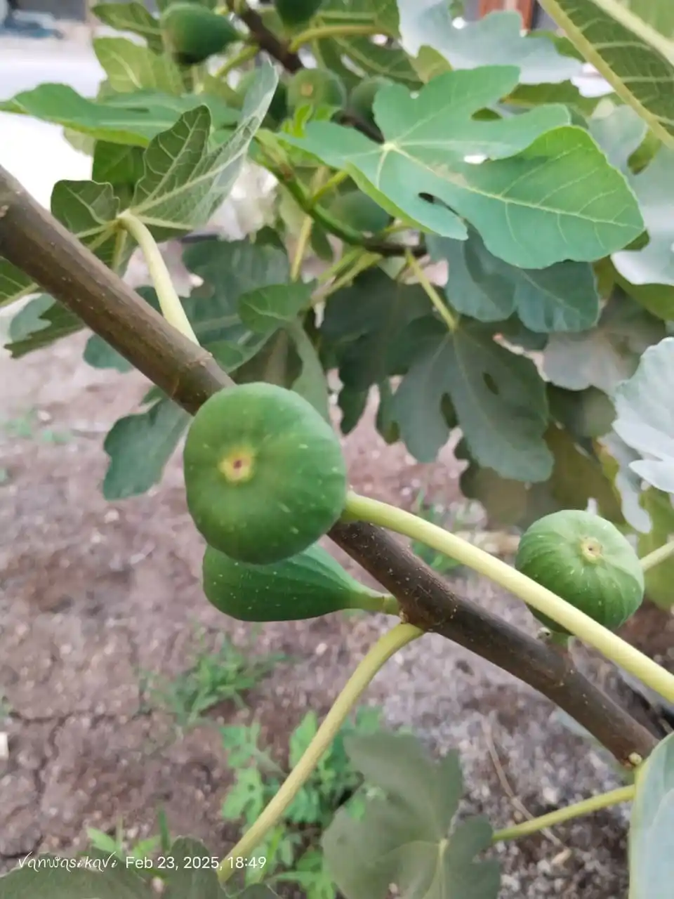 વંદે વસુંધરા બીજ બેંક post