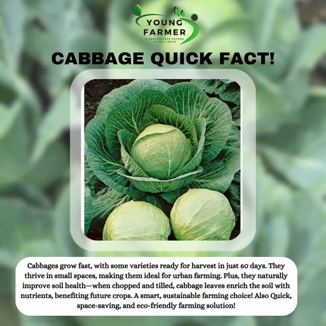 Image from Young Farmer Official: 🥬 Cabbages are fast-growing, with some varieties ready for harvest in...