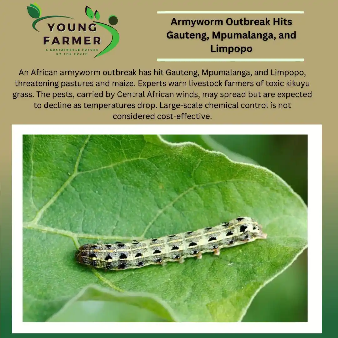 Image from Young Farmer Official: Armyworm Outbreak Hits Gauteng, Mpumalanga, and Limpopo An outbreak o...