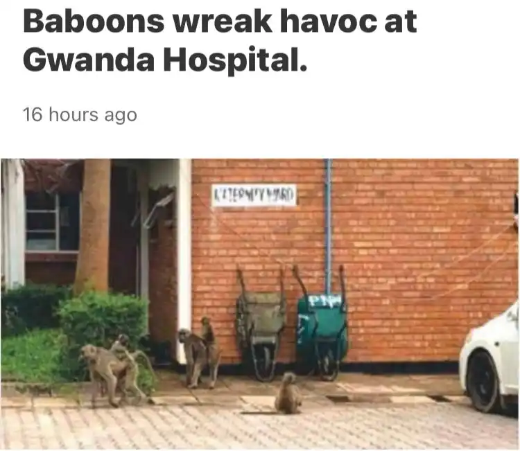 ZimVitals Health⚕🇿🇼 post
