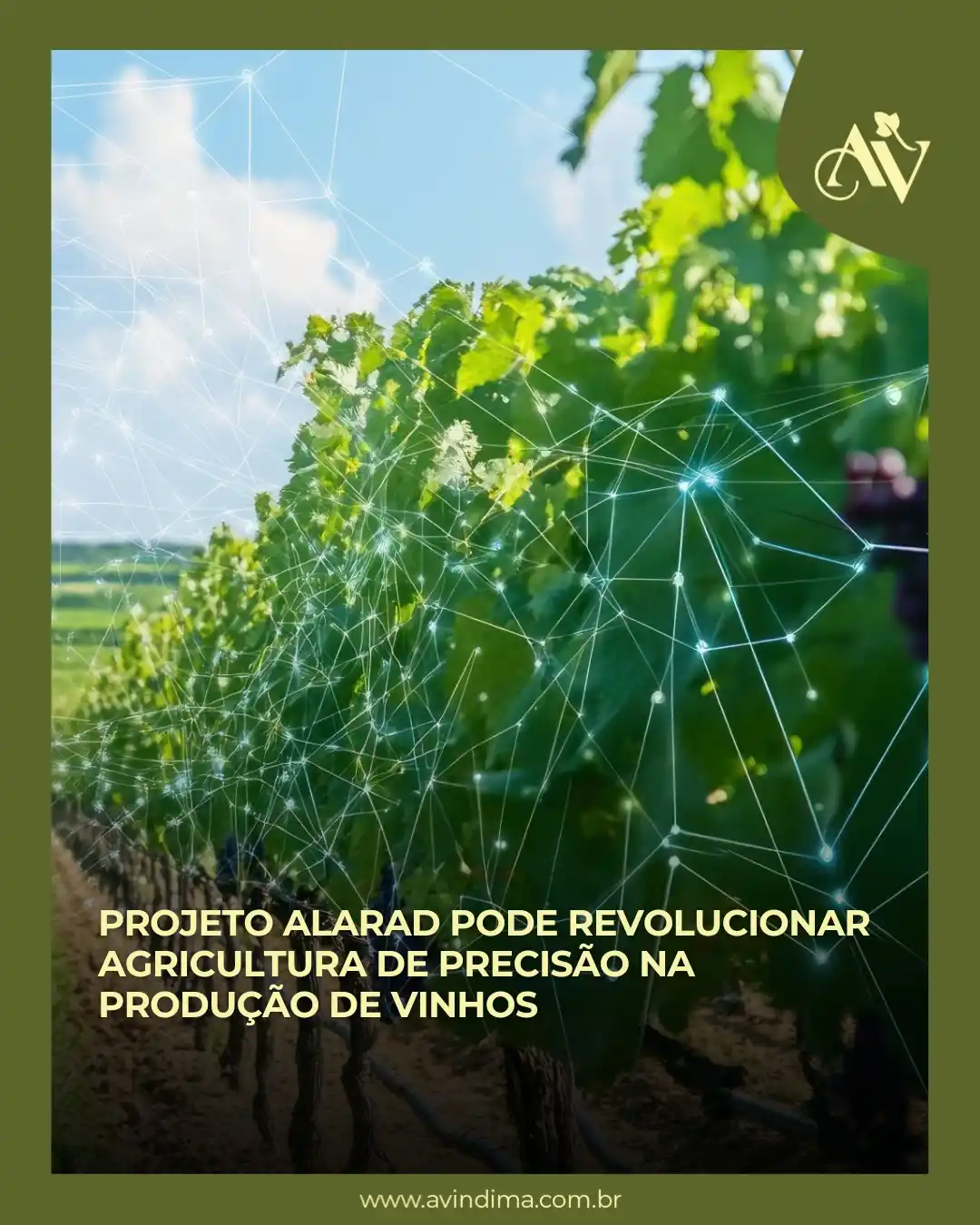 A Vindima | 📰 Portal de Notícias post