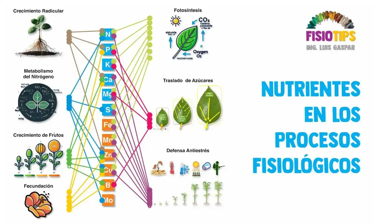 Agrointeligente 🌱🌾🌽🍋🛰️🍈🍉🥭🥦 post