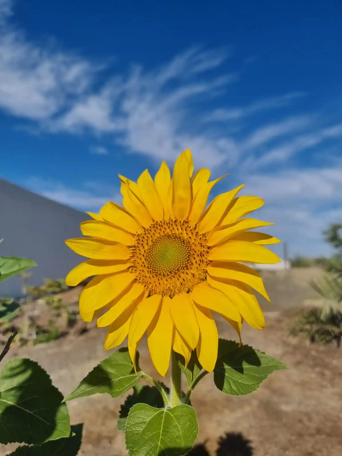 المحامي الدكتور جمال الرحبي                                  قناة [قانونية ، ثقافية ، قضايا مجتمعية] post