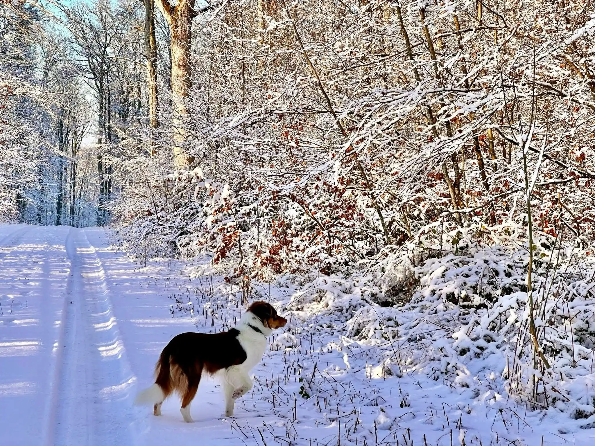 Image from Alois mit Hund: Winterspaziergänge – Hunderunde im Schnee  Der Winter mag kalt, dunkel...