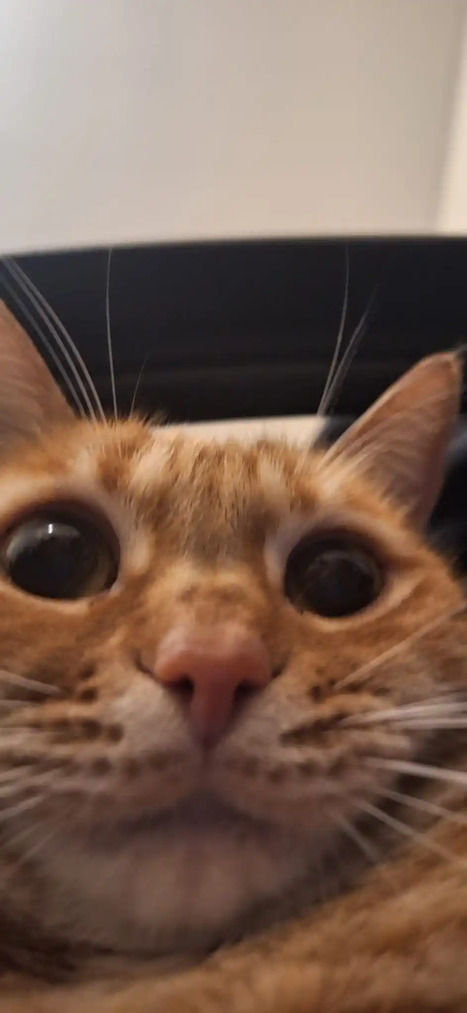 ✨️🦐Camaron Narcoleptico🦐✨️ post