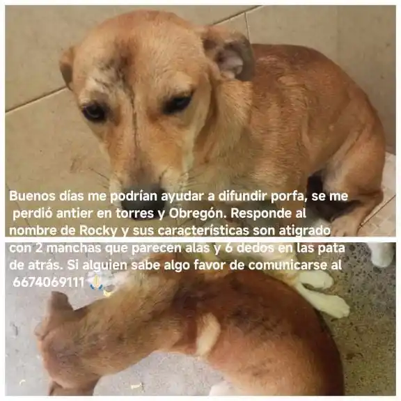 Culichi Town Noticias 🍅 post