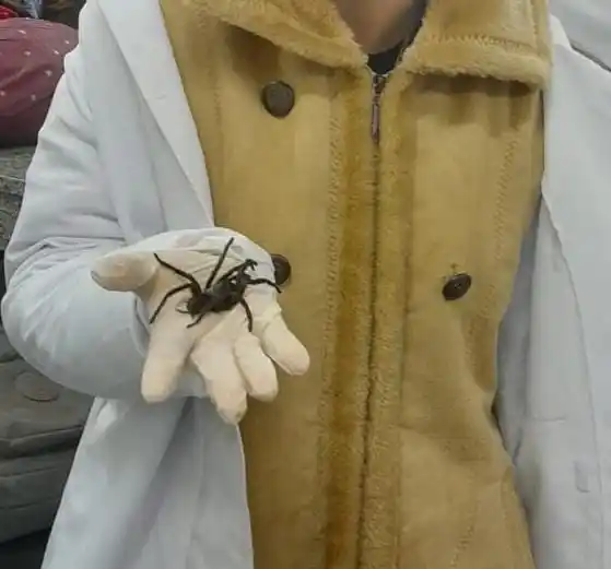 🌟~~°°welcome Stella Show°°~~🌟 post