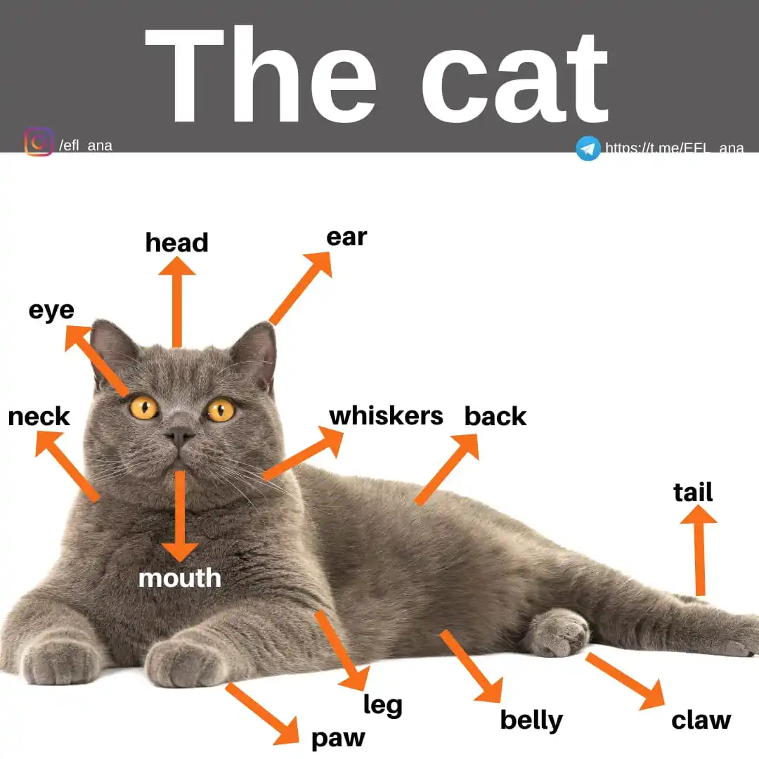 Image from EFL_ana English: 🔹Do you have a CAT? If so, enjoy this international Cat Day. 🐈🐈⬛🐈...