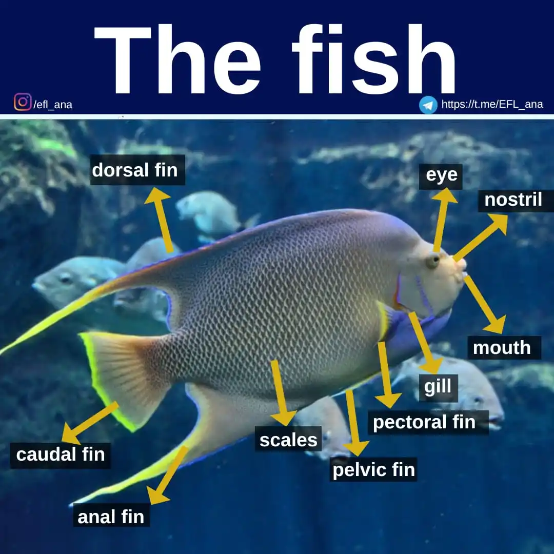 Image from EFL_ana English: 🔹Today's vocabulary post focuses on words related to fish body parts ...