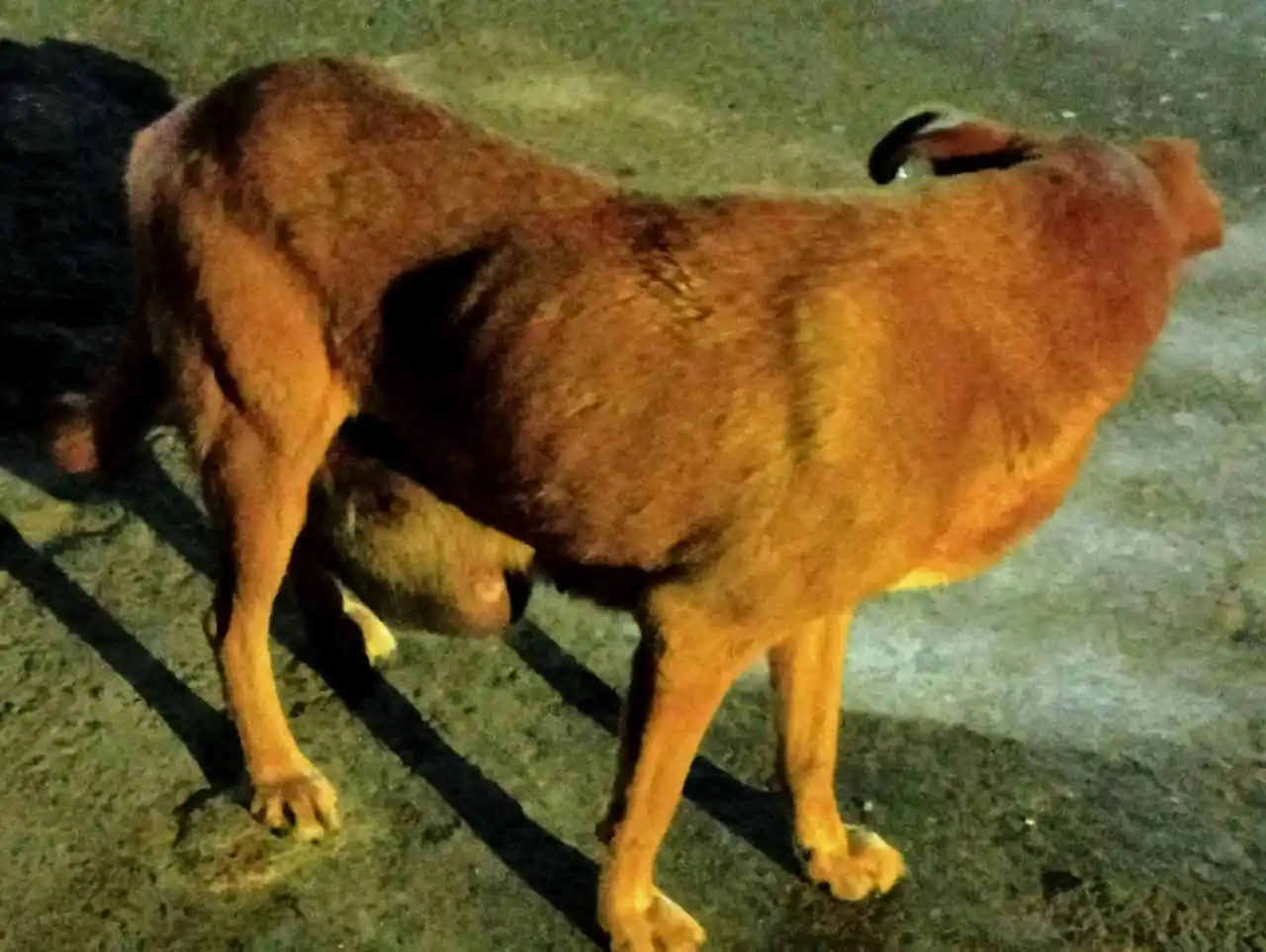 El Refugio De Erizo🦔✨ post